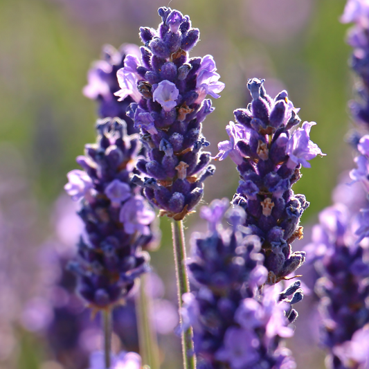 LAVENDER SUGAR SCRUB